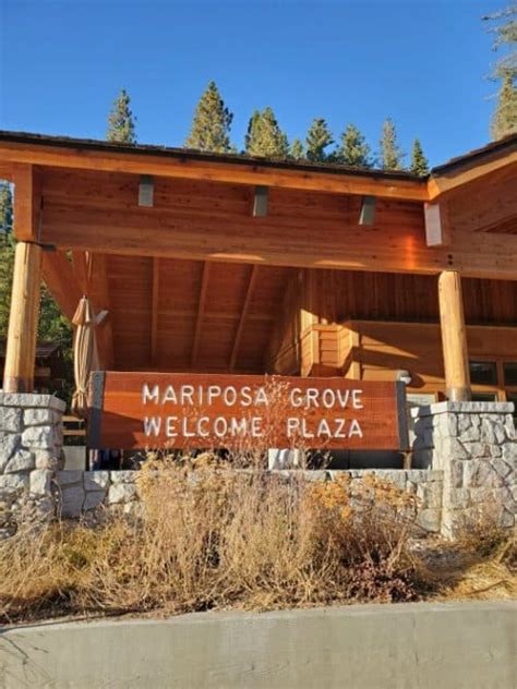 Mariposa Grove of Giant Sequoias - Yosemite National Park {Video ...