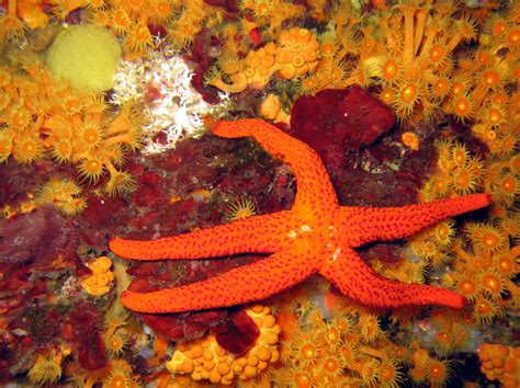 Red starfish - Institut océanographique Paul Ricard