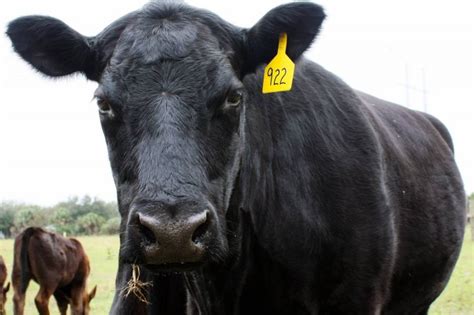 30 Best Cow Breeds for Meat and Milk You'll Want to Know About