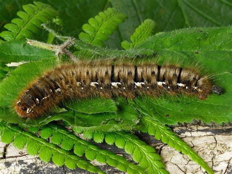 Identifying Hairy Caterpillars | Wildlife Insight