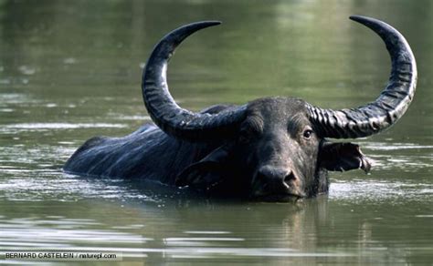 MA RETRAITE AUX PHILIPPINES: KALABAW, CARABAO ... OU BUFFLE D'EAU PHILIPPIN