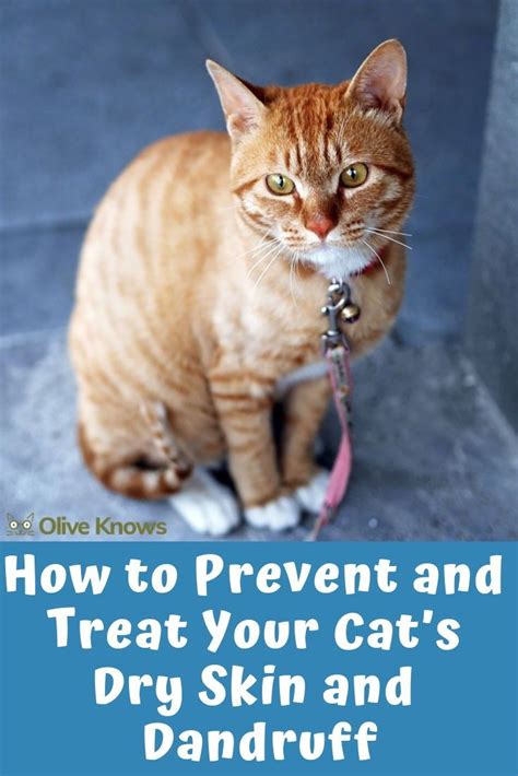 How to Prevent and Treat Your Cat's Dry Skin and Dandruff - OliveKnows ...