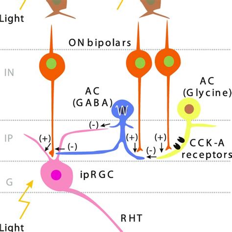 (PDF) Cholecystokinin-A receptors regulate photic input pathways to the ...