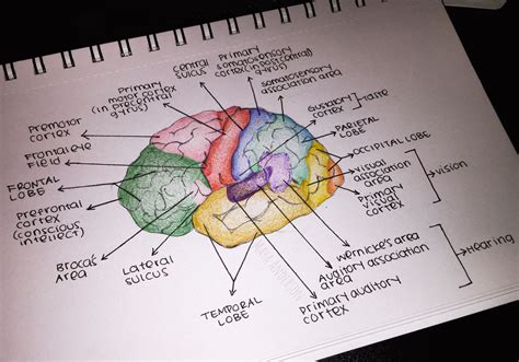 Brain Sketch | Nurse study notes, Psychology notes, Biology projects