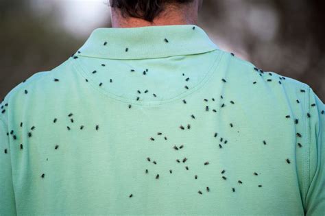 7 Ways To Repel Black Flies Naturally - Farmers' Almanac