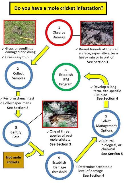 Wait Until June to Control Mole Crickets but Only if Needed | Gardening in the Panhandle