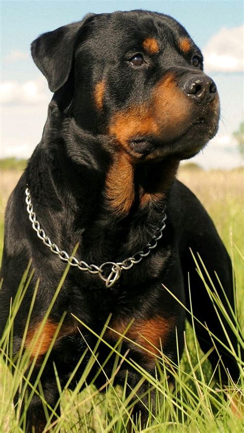 Rottweiler, dogs, icio, HD phone wallpaper | Peakpx