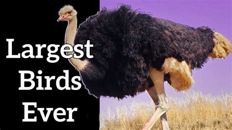 Largest Birds in the World - The Biggest and Heaviest Birds Ever - YouTube