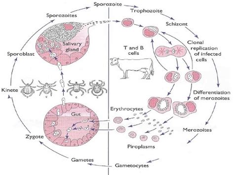 Theileriosis: A common vector borne Haemoprotozoan infection in ...