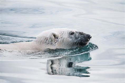 Wildlife in Greenland: Land mammals - Visit Greenland