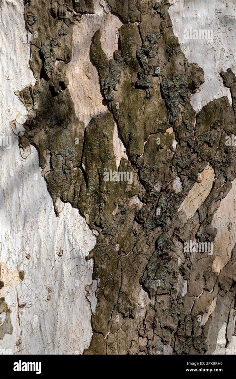 Detail of Eastern Sycamore tree bark Stock Photo - Alamy