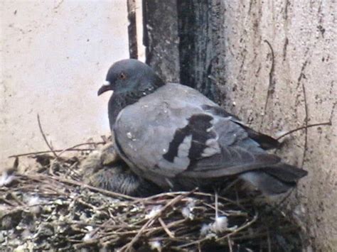 Pigeon Nests Under Solar Panels - A.C.E Pest Control