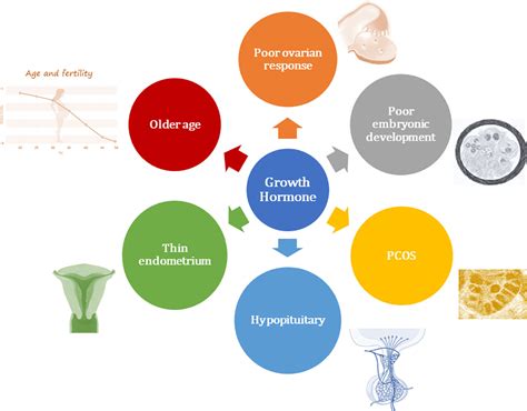 Frontiers | Growth hormone in fertility and infertility: Mechanisms of ...