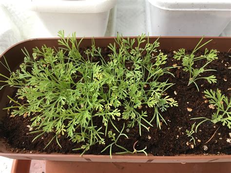 Poppy Seedlings | Naomi's California poppy seedlings. Still … | Flickr