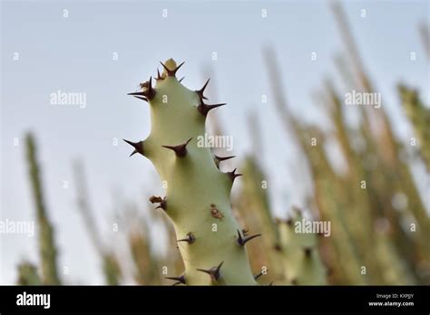 Indian Desert Plants With Names