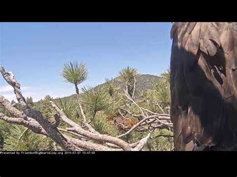 Big Bear Bald Eagle Nest Cam » Chirp Birding | The Social Network for ...