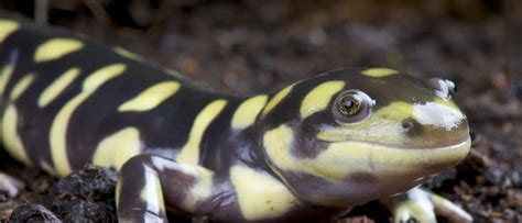 Barred Tiger Salamander Larvae