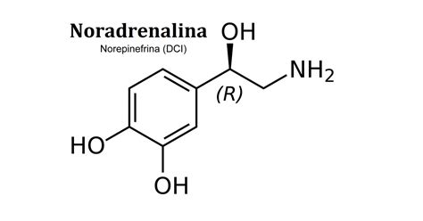 Noradrenalina (neurotransmisor): definición y funciones