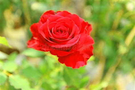 Red Roses are Symbols of Love. Stock Image - Image of symbol, holiday: 119578647