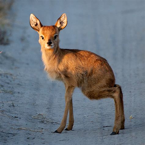 Baby Steenbok | Sean Crane Photography