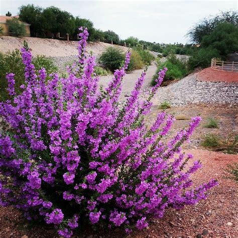 147 best images about Native Texas Plants on Pinterest | Landscaping, Grasses and Sun