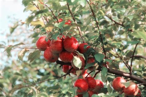 Apple tree fertilizer: what you need to know - BAC Online