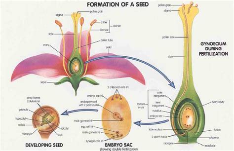 Significance of seed and fruit formation - W3schools