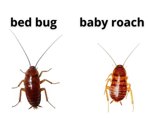 Bed Bug vs Roach - Study & Comparison Between The Two!