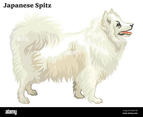 Japanese spitz dog Stock Vector Images - Alamy