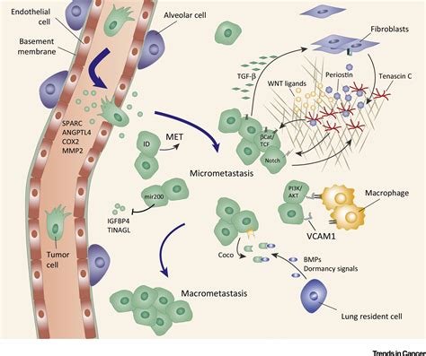 Surviving at a Distance: Organ-Specific Metastasis: Trends in Cancer