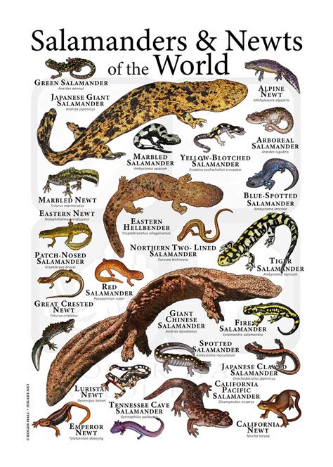 Difference Between Newts And Salamanders