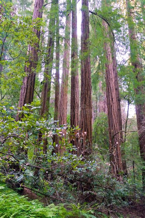 Redwood tree forest stock image. Image of basin, grove - 32813811