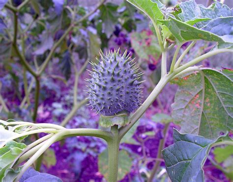 Datura stramonium (jimsonweed, thorn-apple): Go Botany