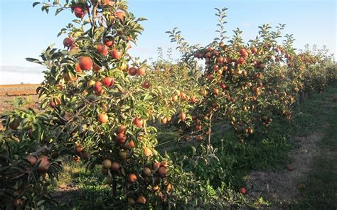 Jonagold Apple - 5 Gallon - Tree - Trees | ToGoGarden