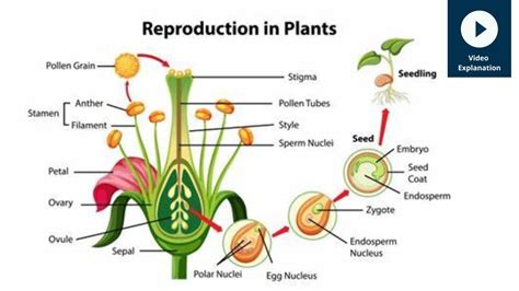 Reproduction in Plants | Experihub Learning