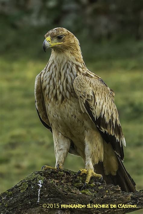 Aquila adalberti | Eagles, Raptors bird, Pet birds