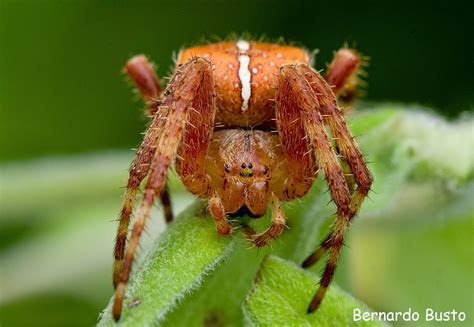 RÍA DE LA VILLA: Araña de jardín