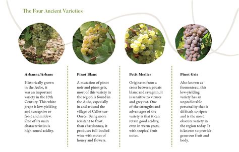 A Forgotten Bunch: Champagne's Other Grape Varieties