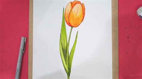 Tulip Pictures To Draw