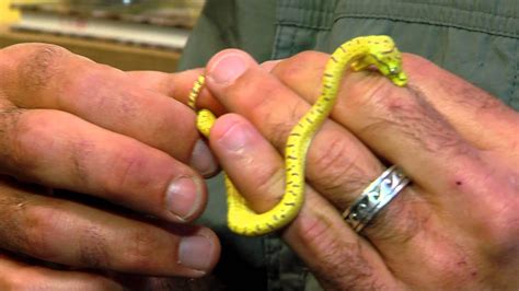 Baby Green Tree Pythons - Cincinnati Zoo - YouTube