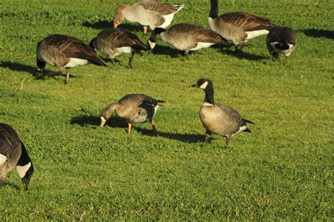 The Pro-nuclear Birder: A Wild Goose Chase