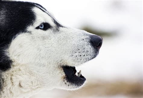 Siberian Husky howling stock photo. Image of alaskan - 18660980