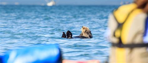 Fox Island Kayaking from Seward | AlaskaTravel.com