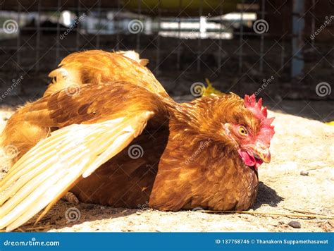 Chicken Eggs, Hen in a Organic Farm Stock Photo - Image of farming ...