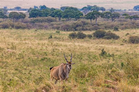 Topi Antelope Rough Road - Free photo on Pixabay - Pixabay