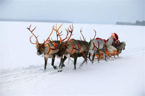 Reindeer Sleigh Ride Santa : Reindeer Farm Visit With Sleigh Ride Getyourguide / Santa and his ...