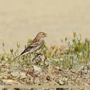 Twite - Facts, Diet, Habitat & Pictures on Animalia.bio