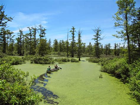 We have clearance, Clarence.: Day Trip to the Cache River State Natural Area - Shawnee National ...