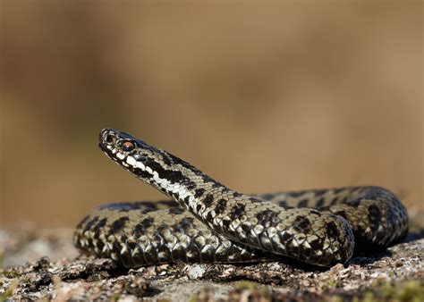 Adder - Adder habits | Young People's Trust For the Environment