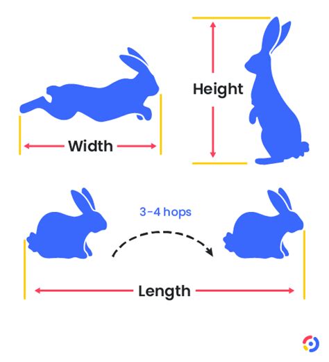 Rabbit Cage Size Calculator